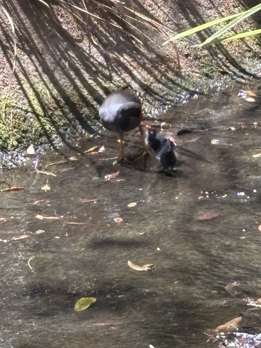 Dusky Moorhen - ML644495966