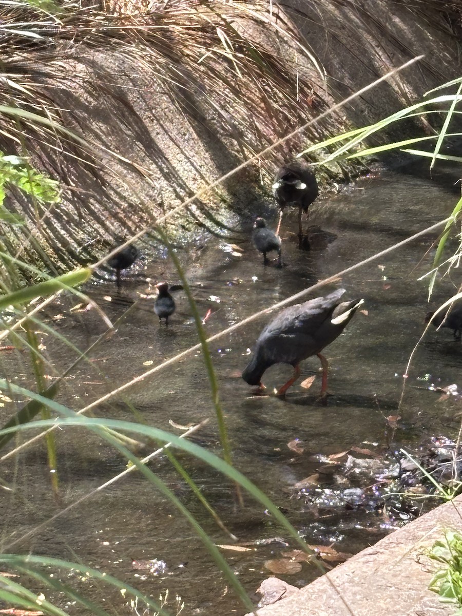 Dusky Moorhen - ML644495967