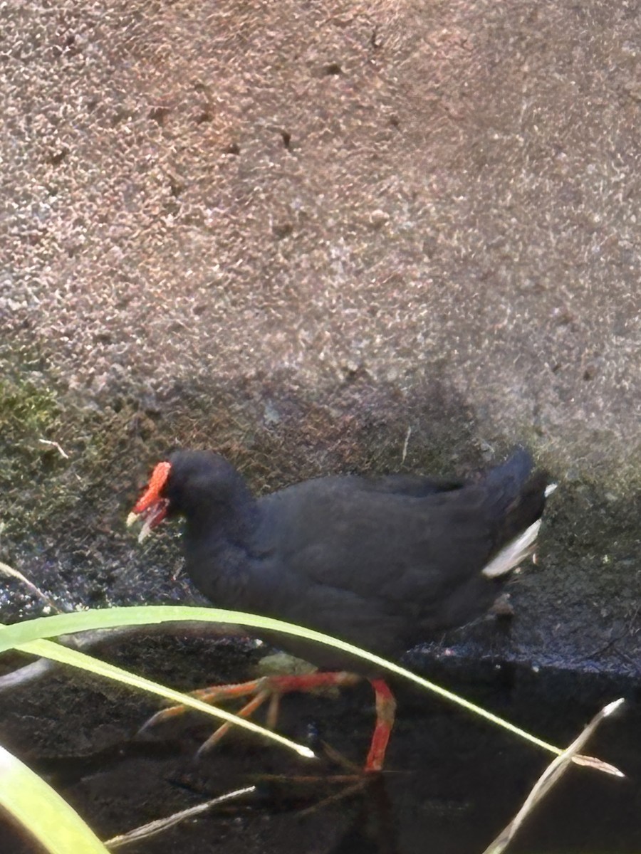 Dusky Moorhen - ML644495968