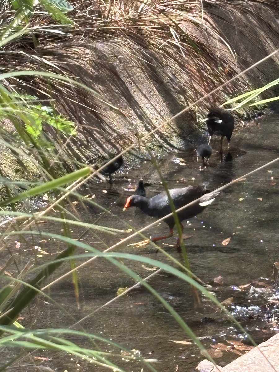 Dusky Moorhen - ML644495969