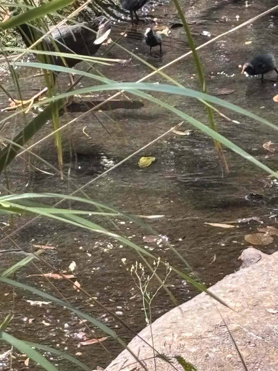 Dusky Moorhen - ML644495970