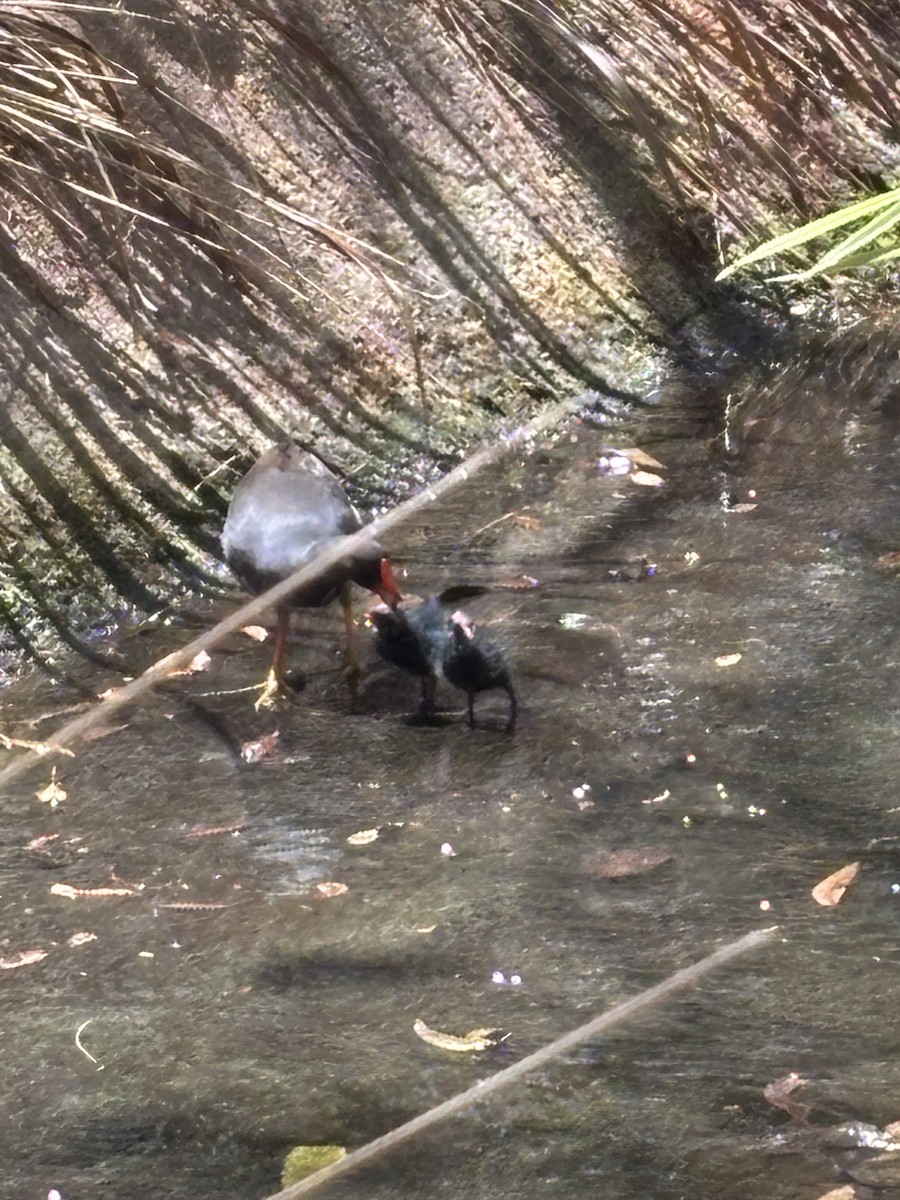Dusky Moorhen - ML644495971