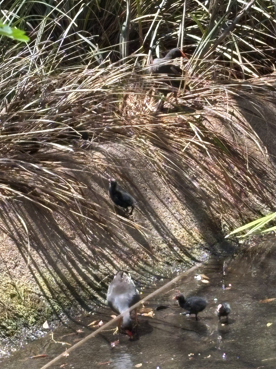 Dusky Moorhen - ML644495973