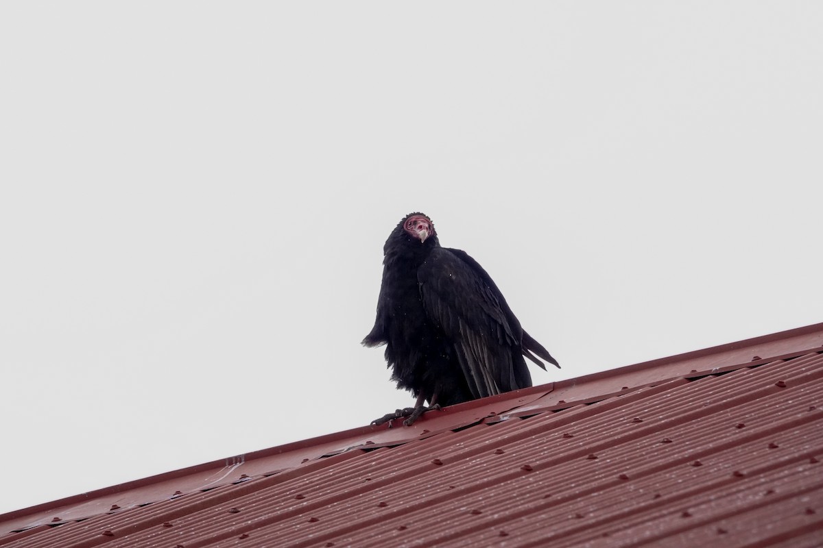Turkey Vulture - ML644495974