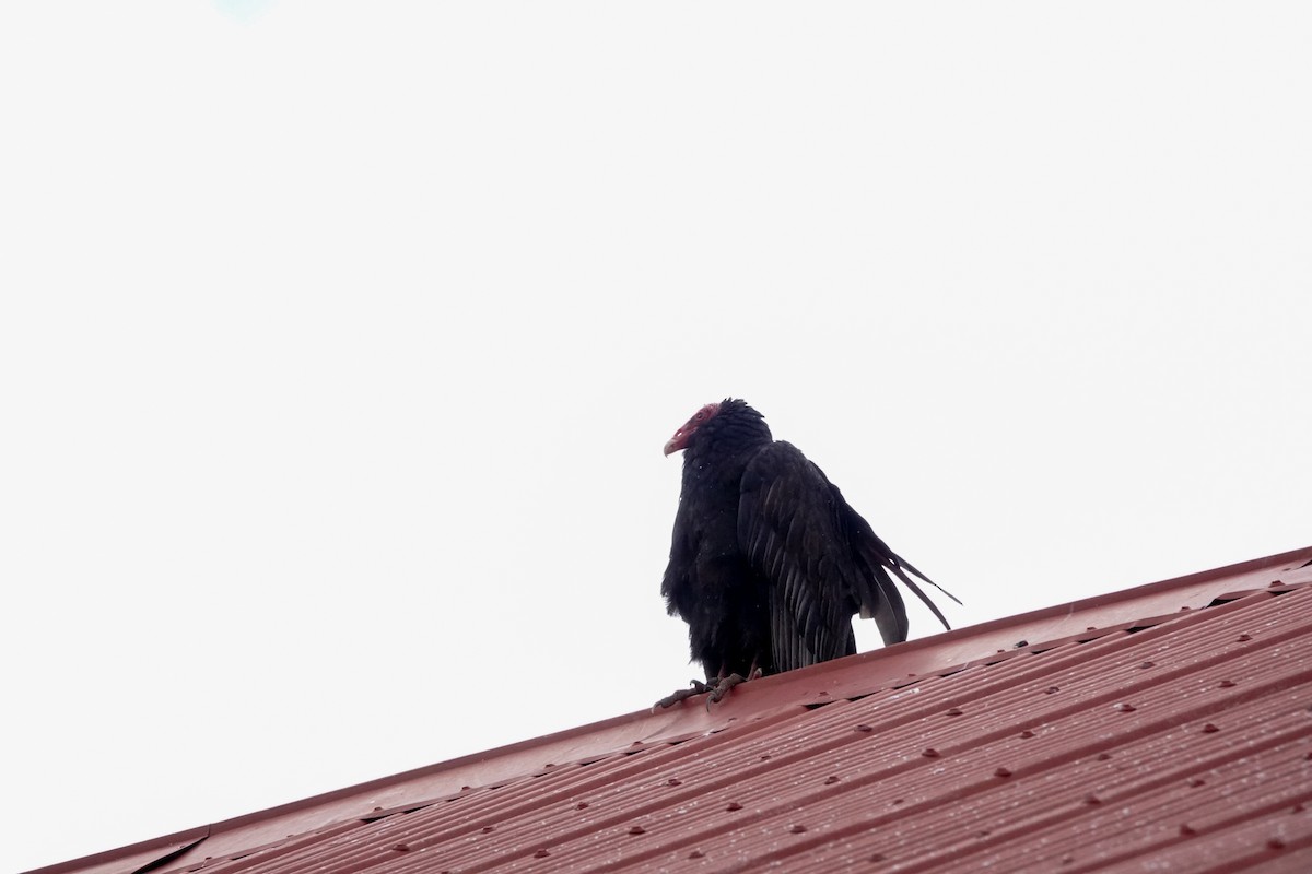Turkey Vulture - ML644495975