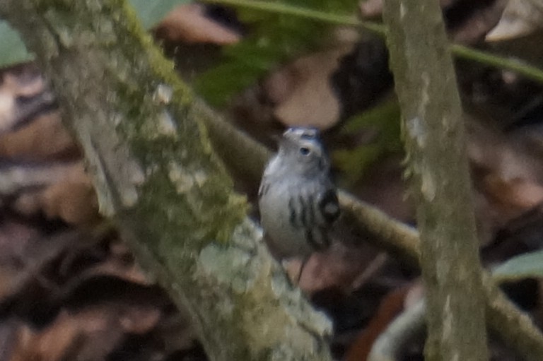 Black-and-white Warbler - ML644495976