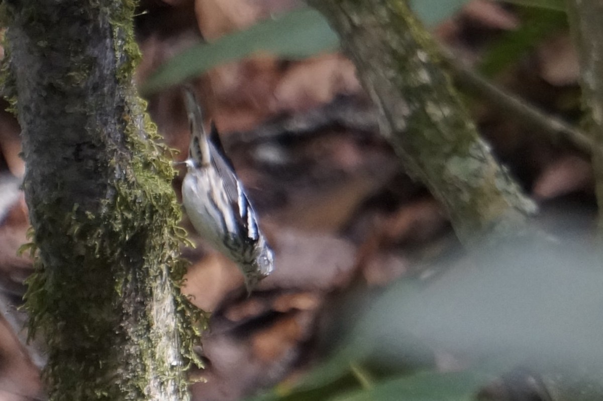 Black-and-white Warbler - ML644495977