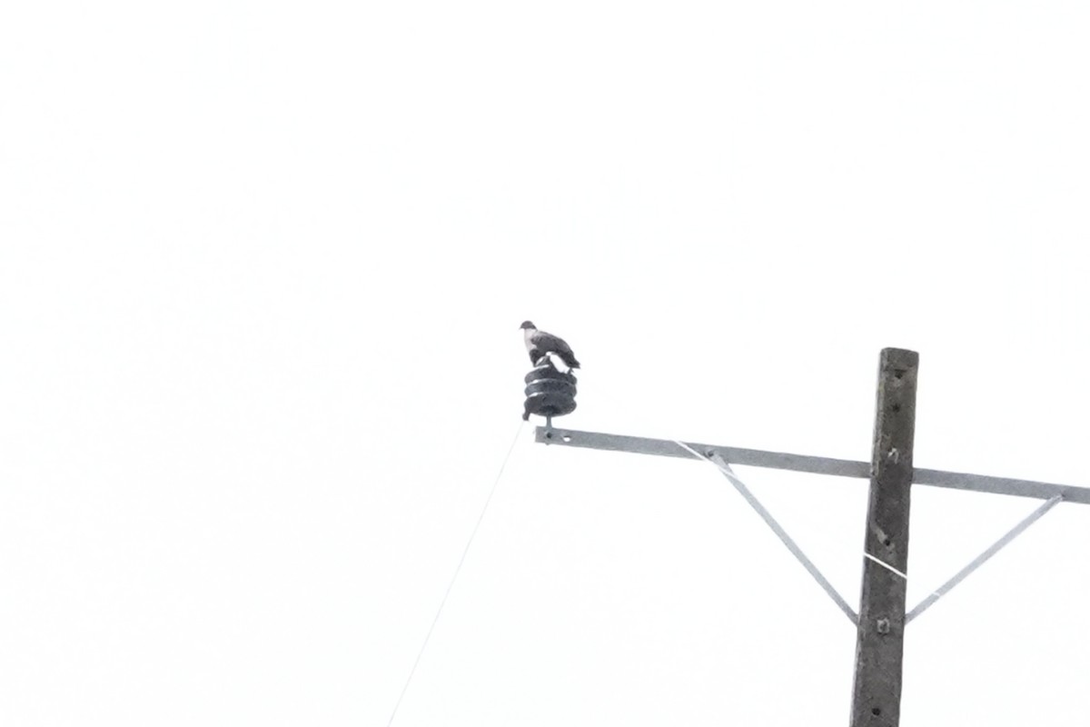 Variable Hawk - ML644495979