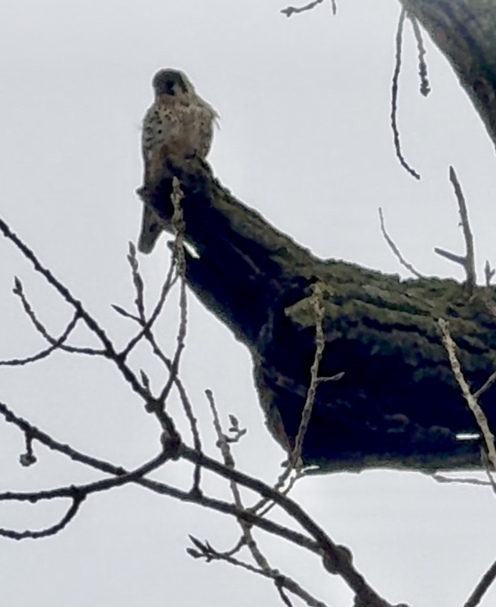 American Kestrel - ML644495981