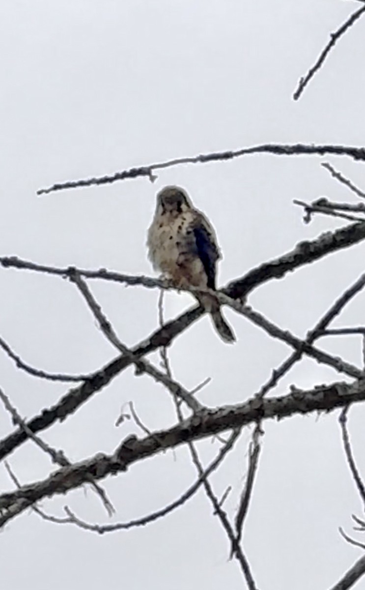American Kestrel - ML644495982