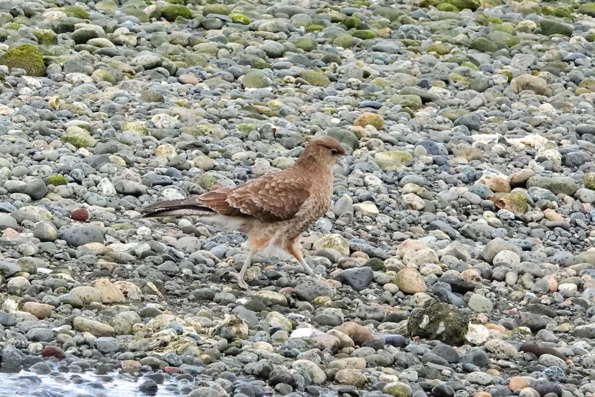 Chimango Caracara - ML644495984