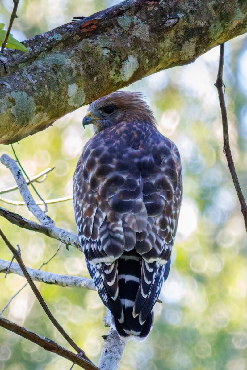 Red-shouldered Hawk - ML644495985