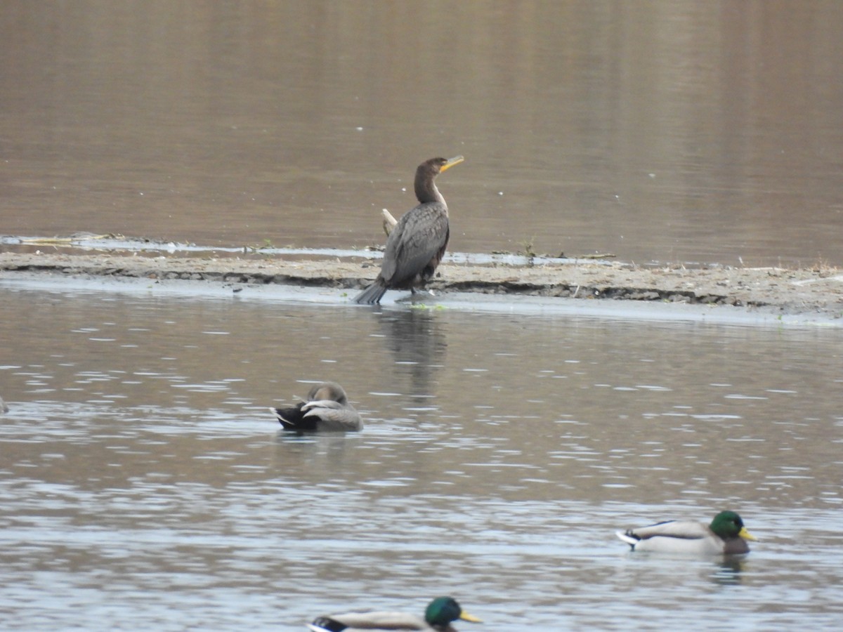 Double-crested Cormorant - ML644495987