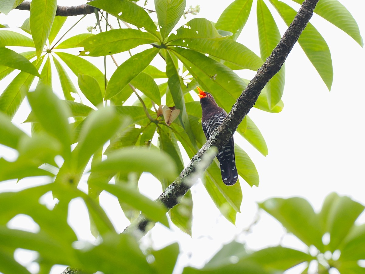 Violet Cuckoo - ML644495989