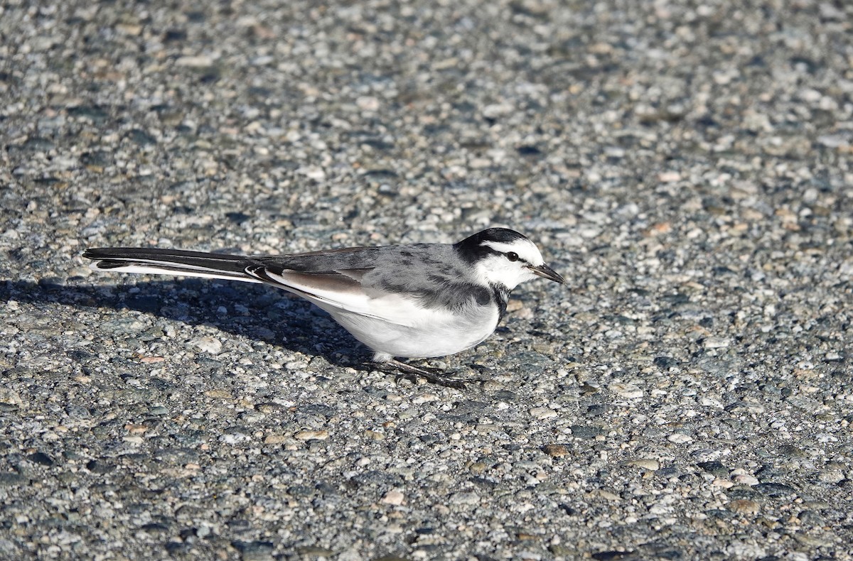 白鶺鴒(黑背眼紋) - ML644495990