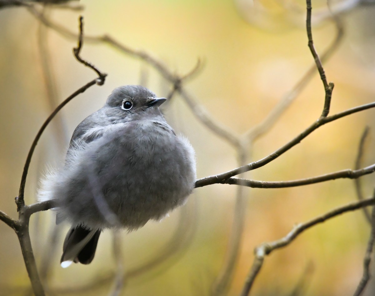 ハエトリツグミ - ML644495992