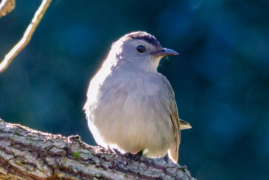 Gray Catbird - ML644495993