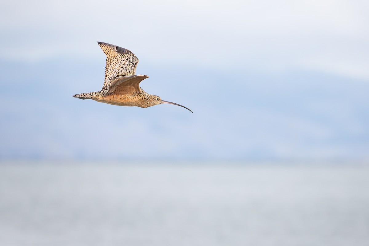 アメリカダイシャクシギ - ML644495994