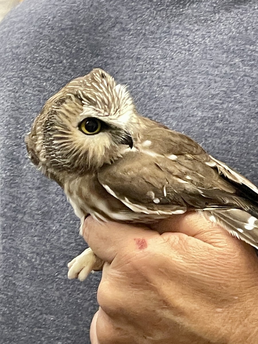Northern Saw-whet Owl - ML644495995