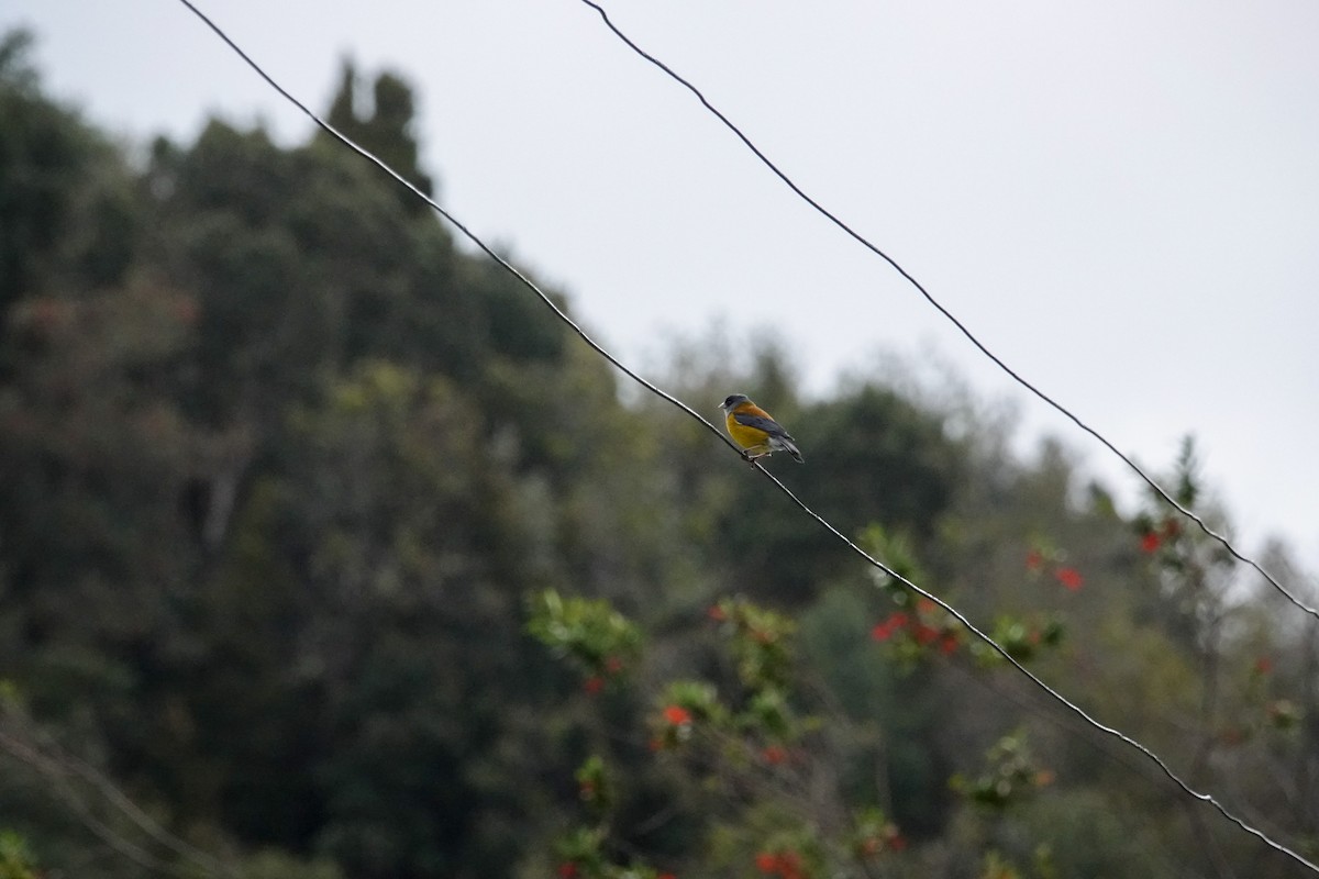 Patagonian Sierra Finch - ML644495996