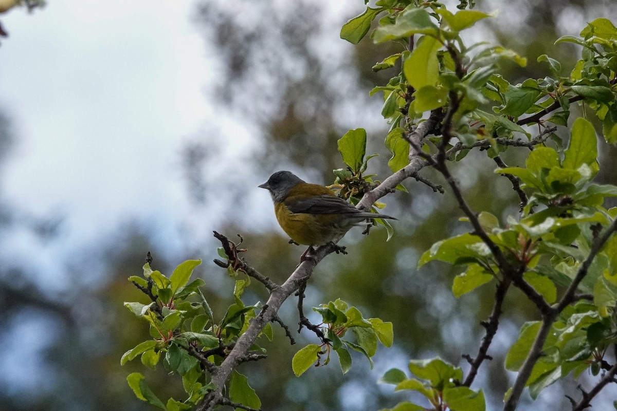 Patagonian Sierra Finch - ML644495997