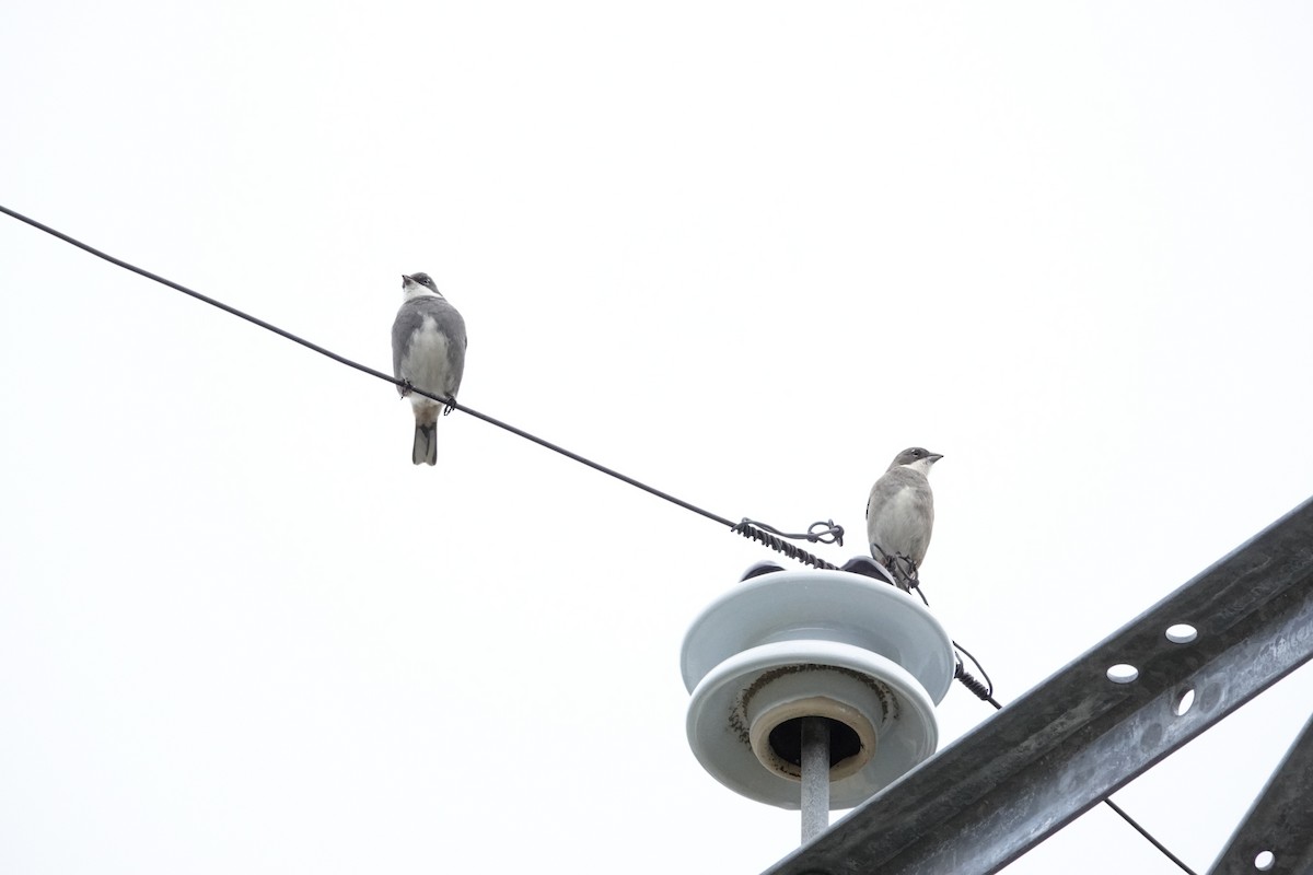 Diuca Finch - ML644495999