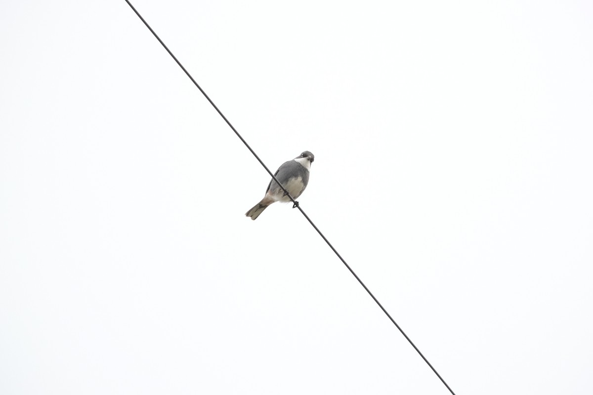 Diuca Finch - ML644496000