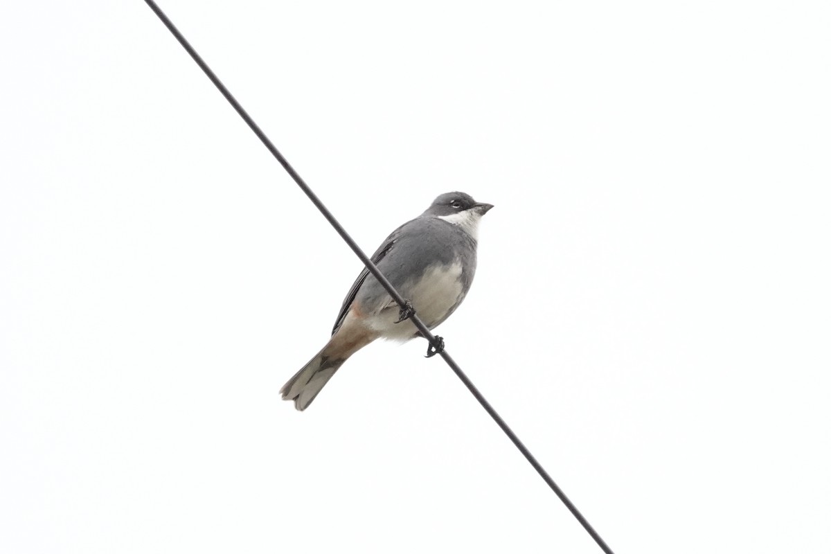 Diuca Finch - ML644496001