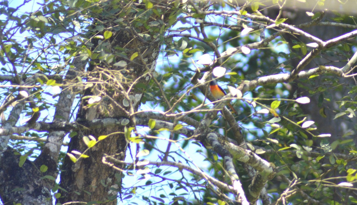 Zwergmennigvogel - ML644496002