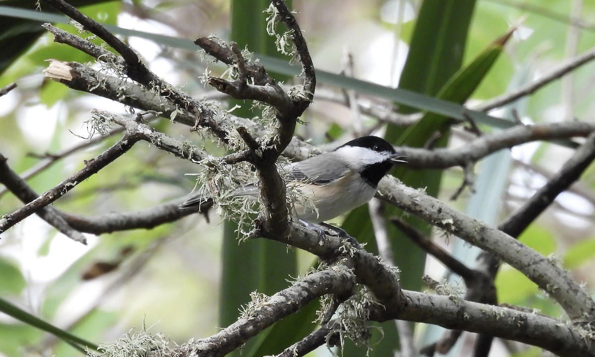 Carolina Chickadee - ML644496004