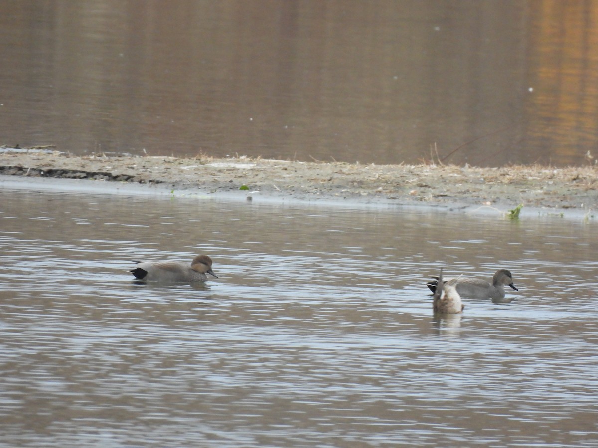 Gadwall - ML644496006