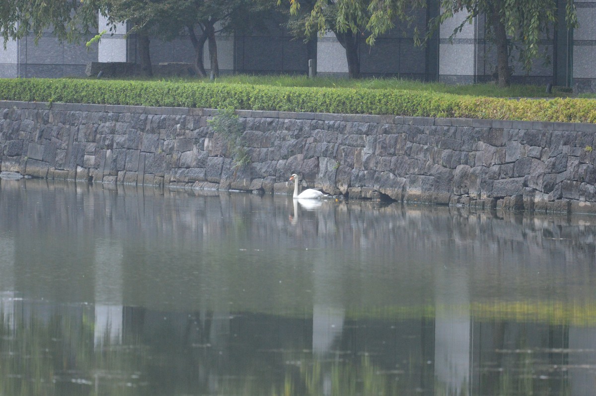 labuť velká - ML644496018