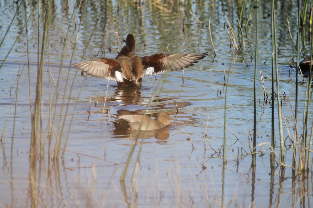 Gadwall - ML644496019