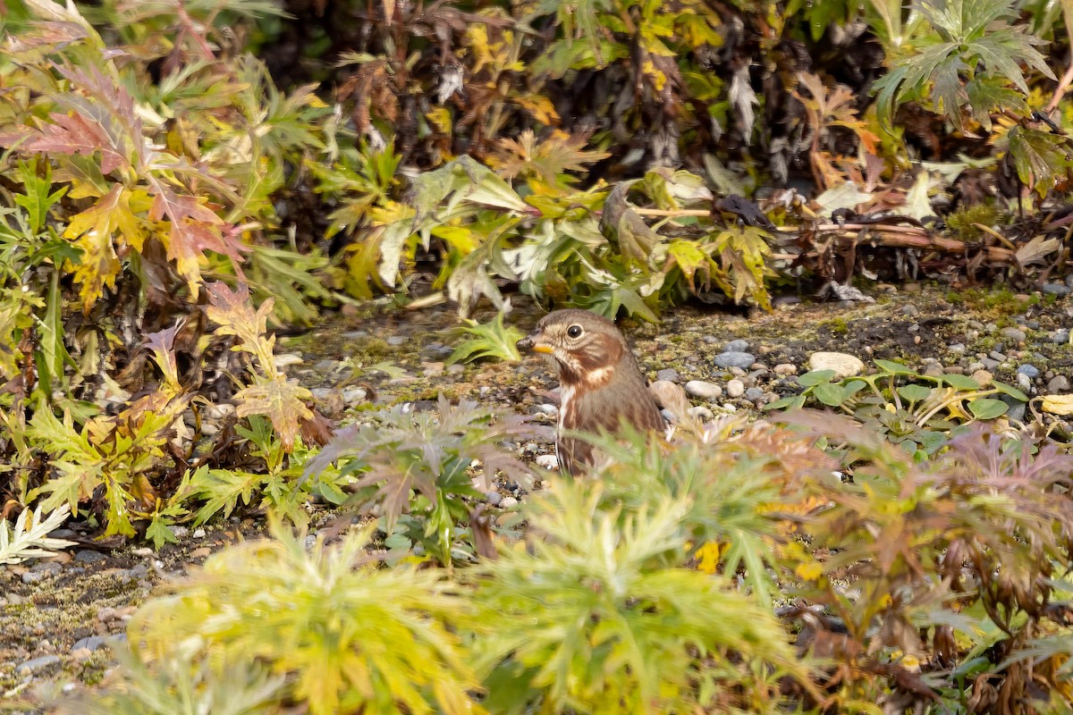 Fox Sparrow (Red) - ML644496021