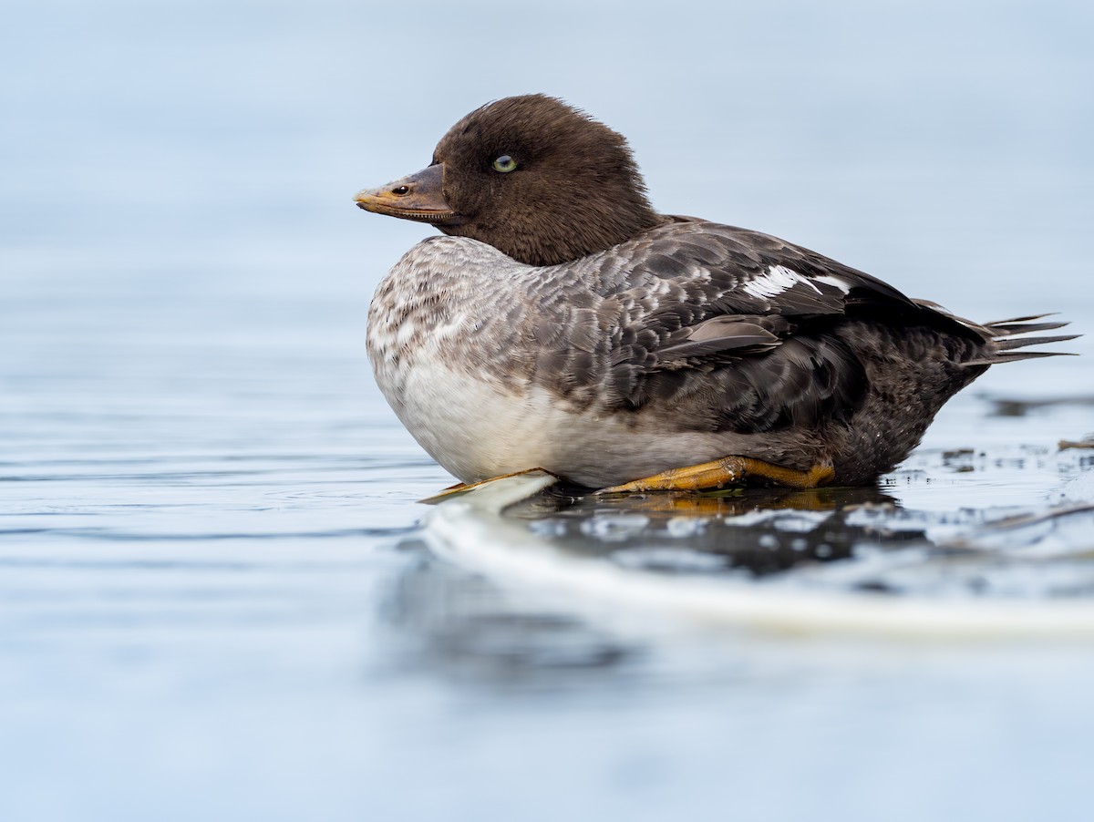 hohol islandský - ML644496028