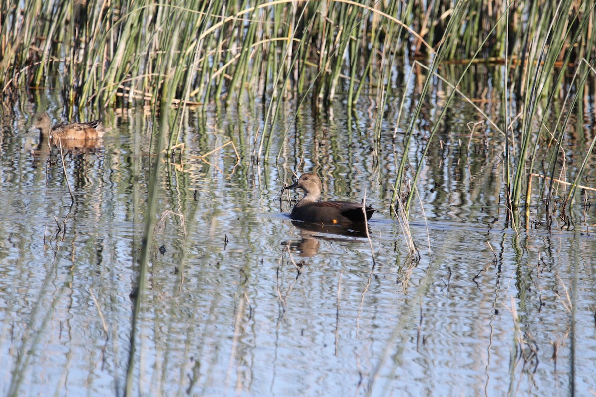Gadwall - ML644496029