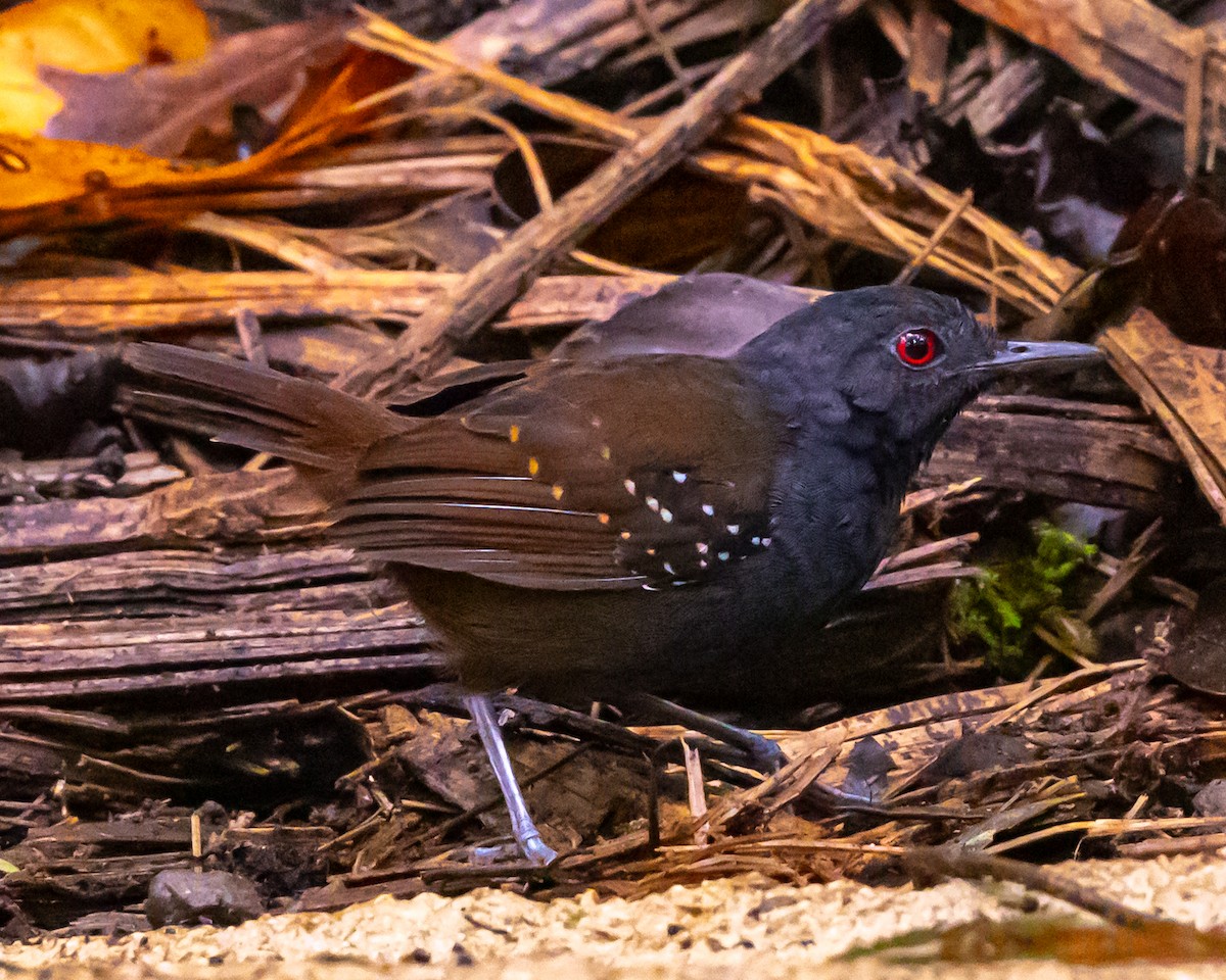Dull-mantled Antbird - ML644496037