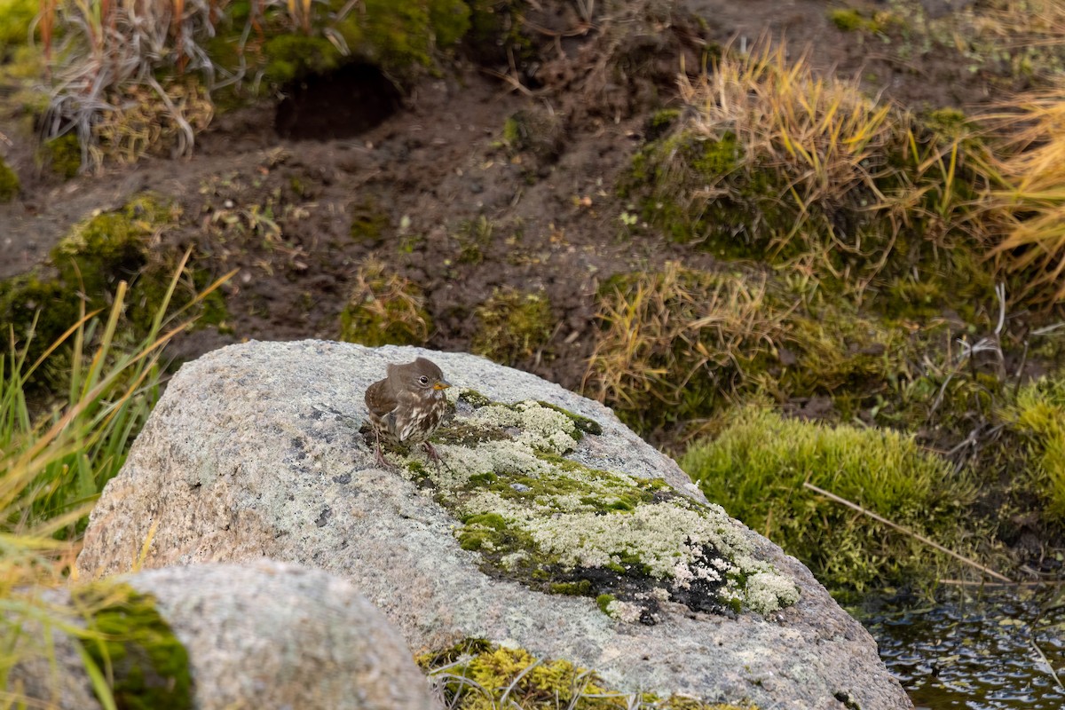 Fox Sparrow (Sooty) - ML644496038
