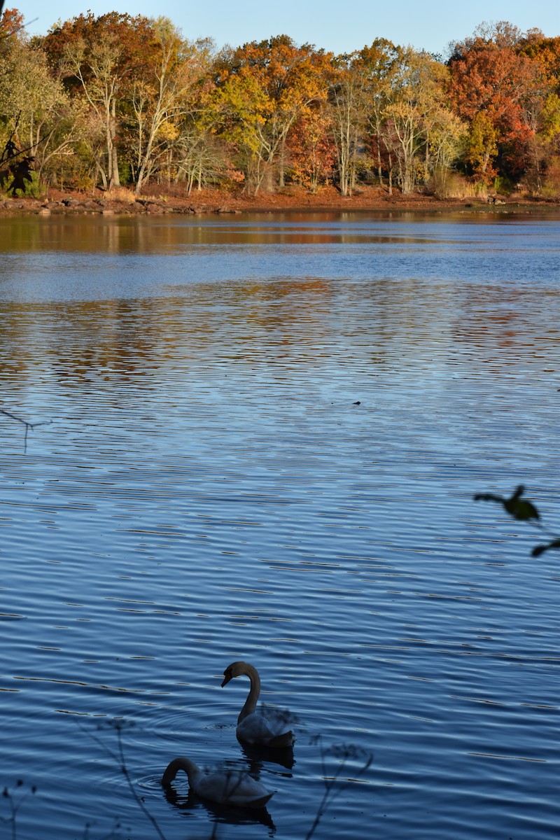 labuť velká - ML644496039