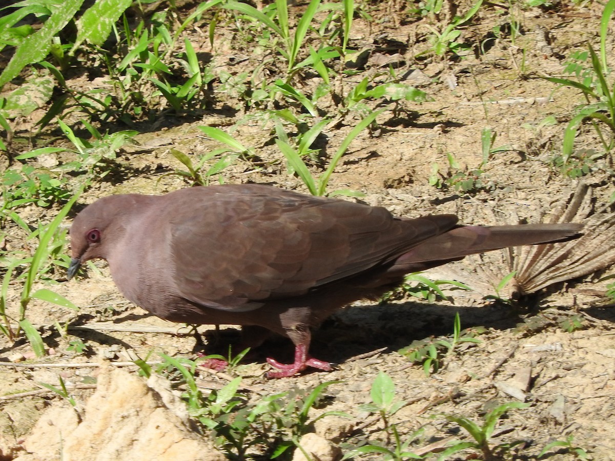 Plumbeous Pigeon - ML644496046