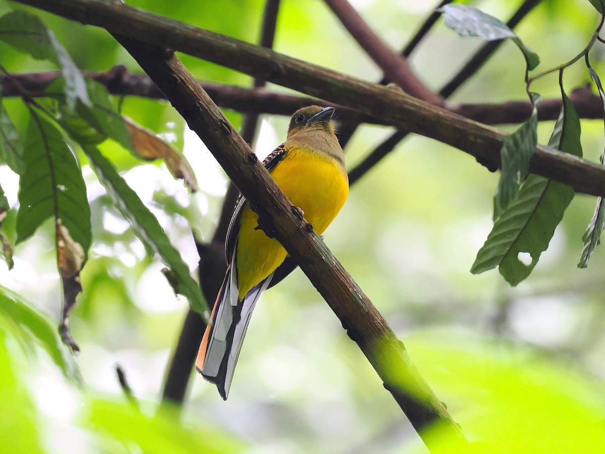 ヤマキヌバネドリ - ML644496047