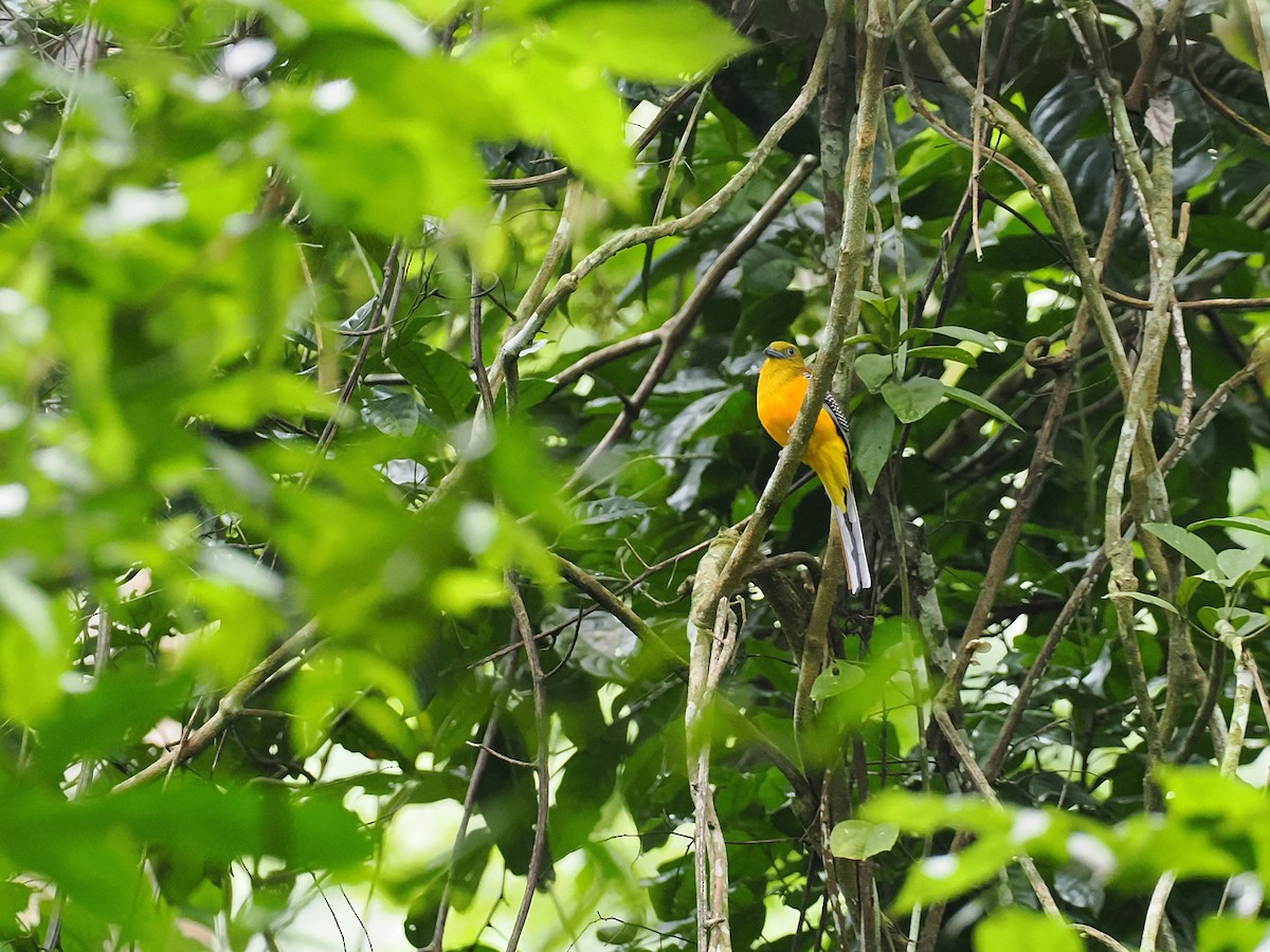 Orange-breasted Trogon - ML644496048
