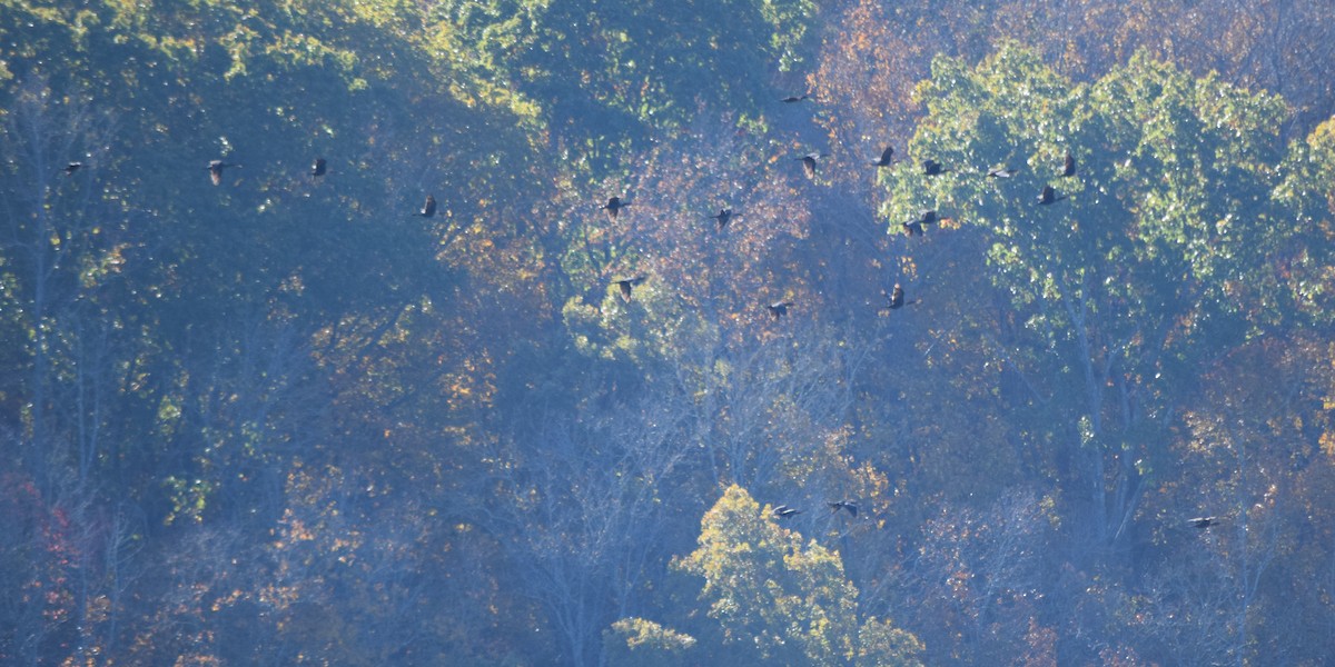 Double-crested Cormorant - ML644496050