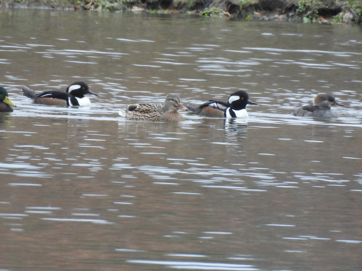Hooded Merganser - ML644496052