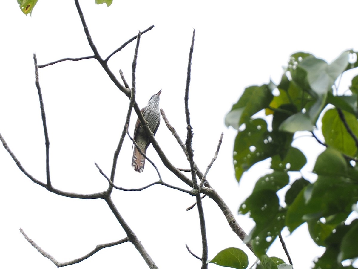 Banded Bay Cuckoo - ML644496053