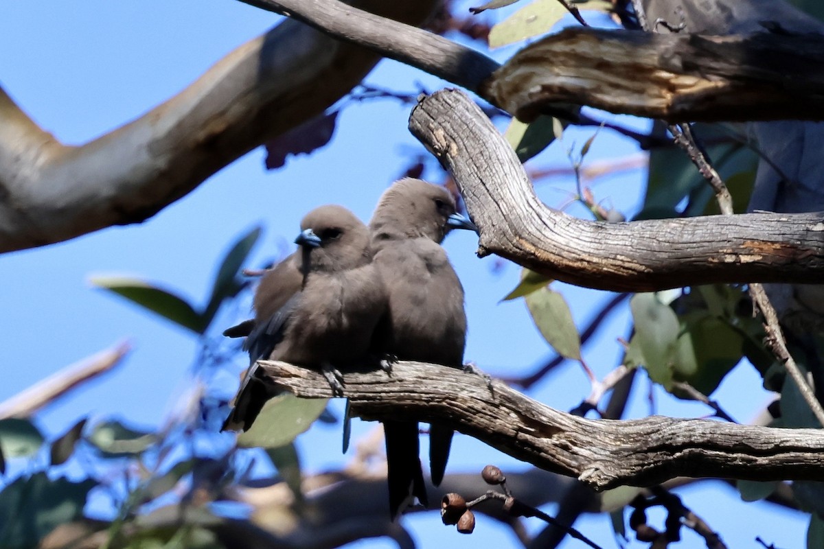 Dusky Woodswallow - ML644496055