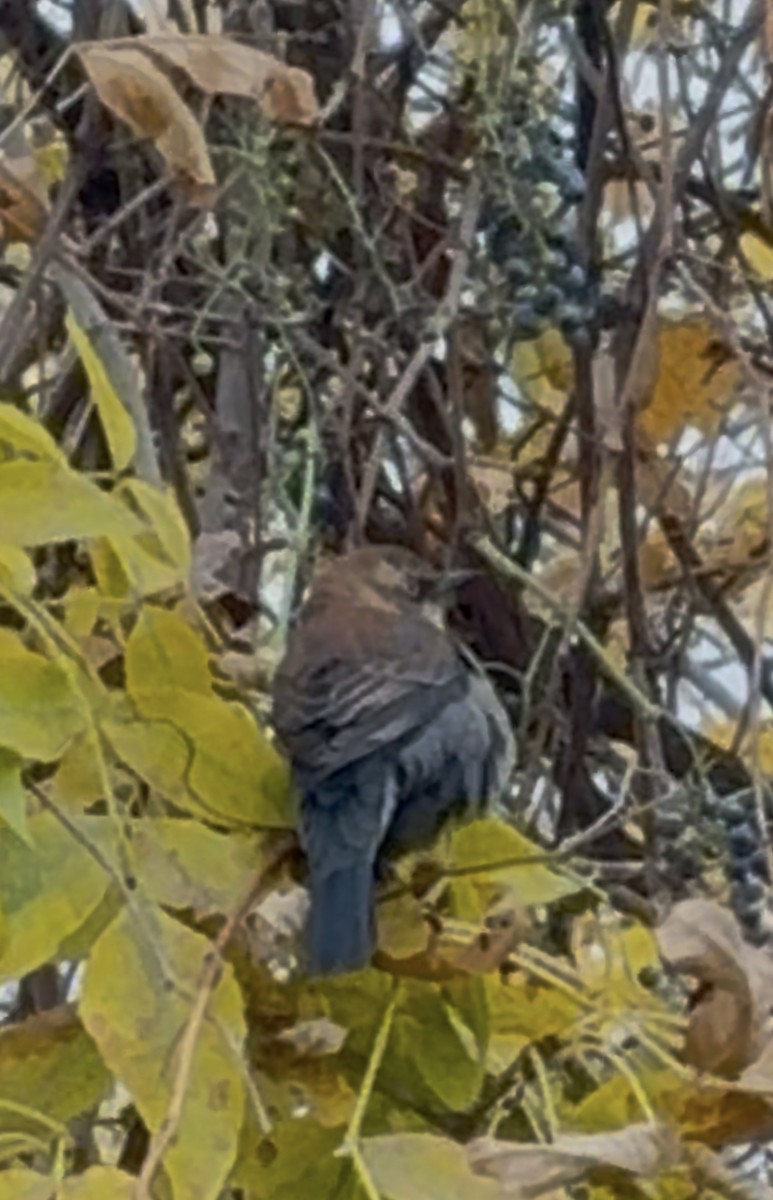 Rusty Blackbird - ML644496056