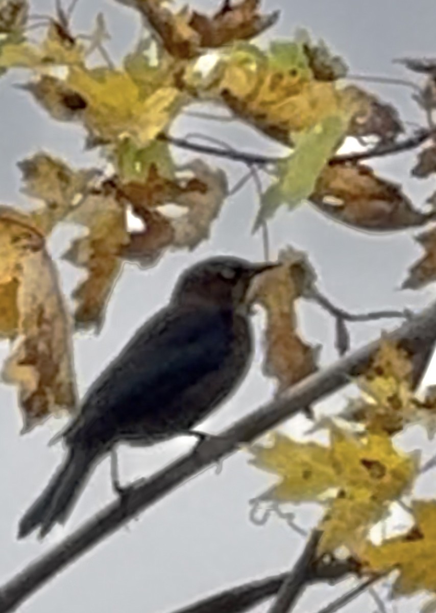 Rusty Blackbird - ML644496057
