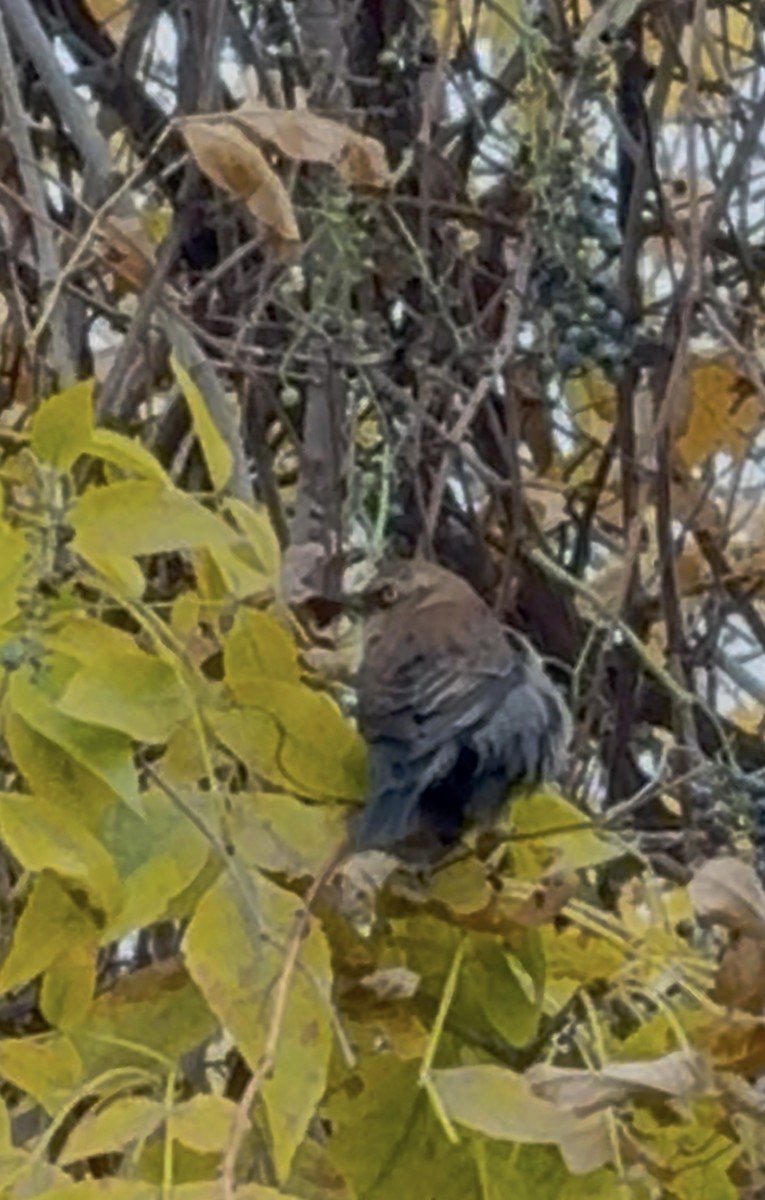 Rusty Blackbird - ML644496058