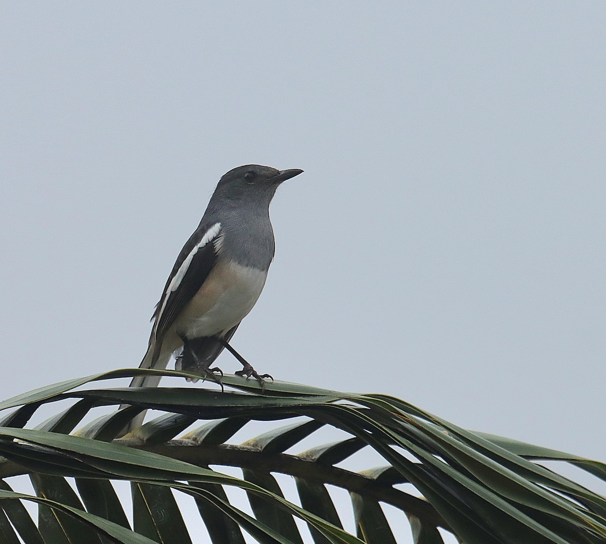 Oriental Magpie-Robin - ML644496060
